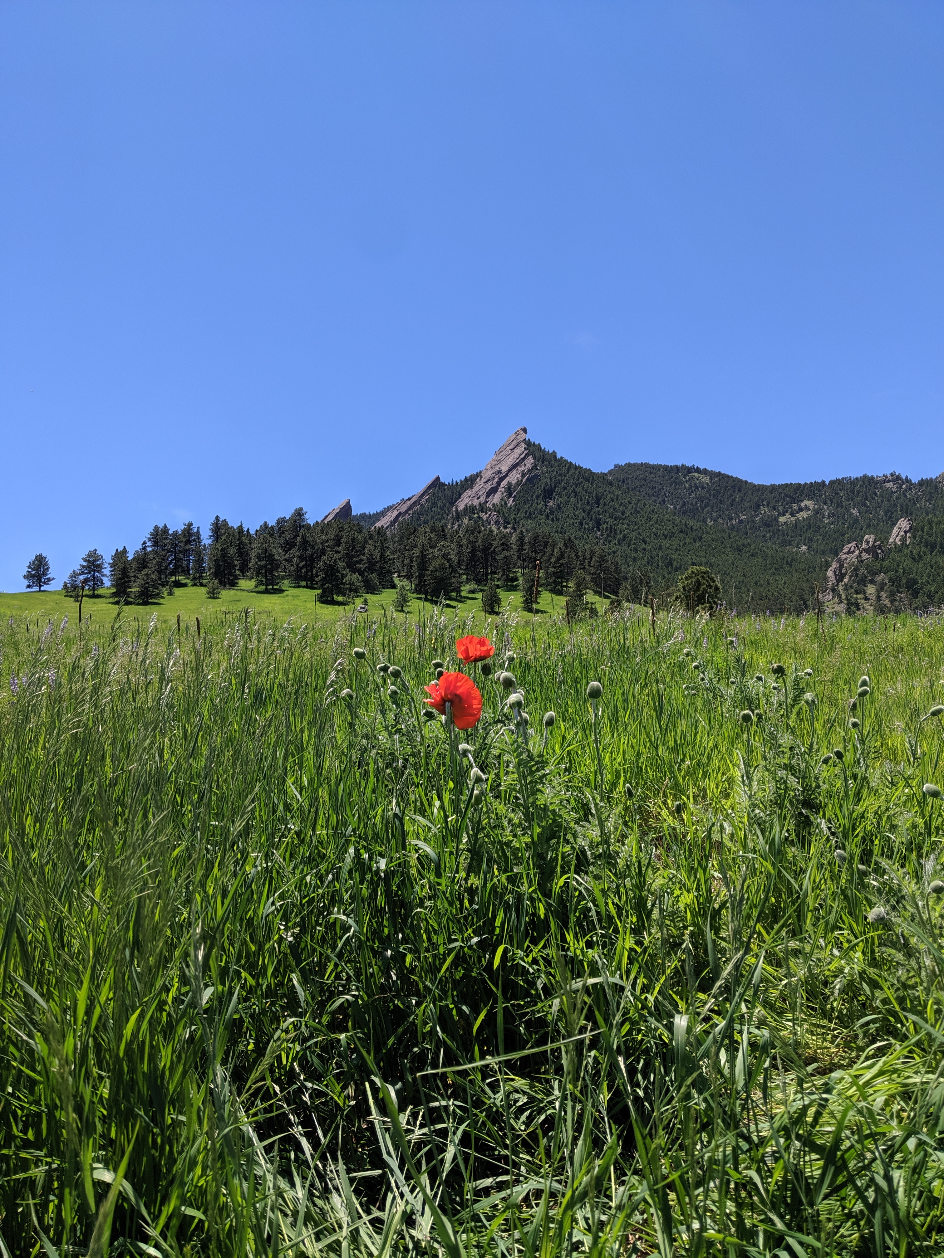 A red flower in front of the Colorado Chautauqua in Boulder, Colorado